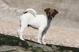 FOX TERRIER POIL LISSE 215